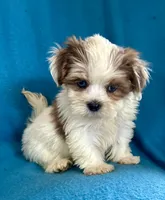 Sally, a female Lhasapoo for sale in Ocala, FL – Photo 3 of 10