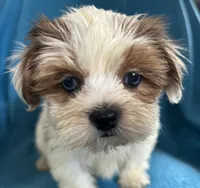 Sally, a female Lhasapoo for sale in Ocala, FL – Photo 8 of 10