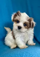 Sally, a female Lhasapoo for sale in Ocala, FL – Photo 1 of 10