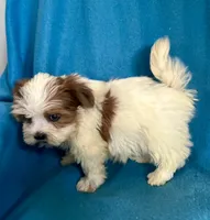 Sally, a female Lhasapoo for sale in Ocala, FL – Photo 5 of 10