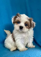 Sally, a female Lhasapoo for sale in Ocala, FL – Photo 6 of 10