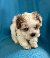 Sally, a female Lhasapoo for sale in Ocala, FL – Photo 7 of 10