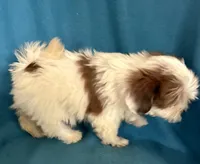 Sally, a female Lhasapoo for sale in Ocala, FL – Photo 2 of 10