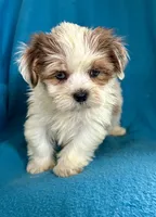 Sally, a female Lhasapoo for sale in Ocala, FL – Photo 9 of 10