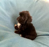 Gus, a male Lhasapoo for sale in Ocala, FL – Photo 5 of 6