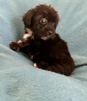 Gus, a male Lhasapoo for sale in Ocala, FL – Photo 2 of 6
