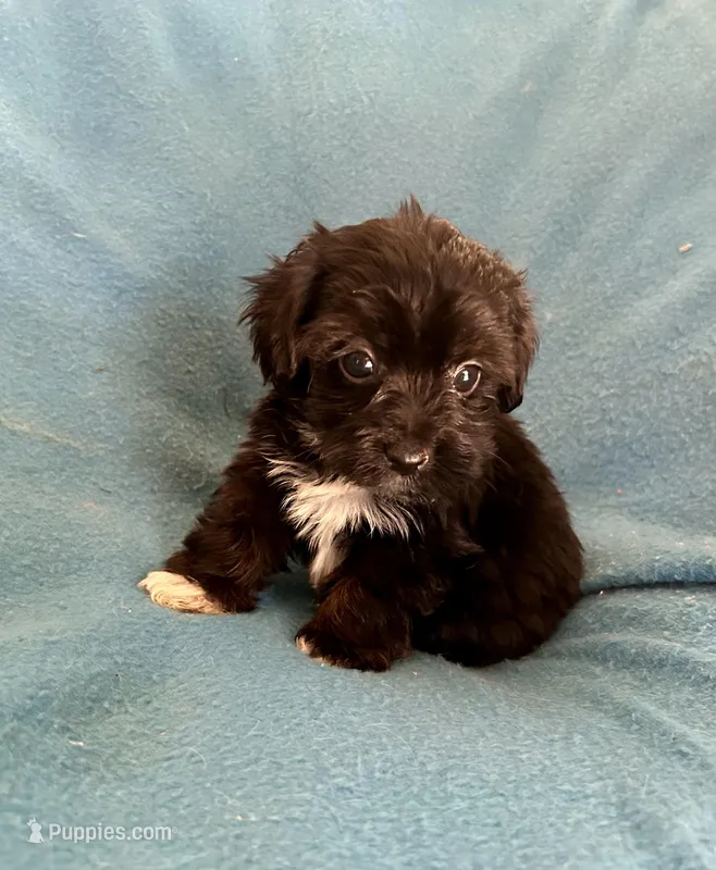 Gus – Lhasapoo puppy for sale in Ocala, FL