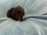 Gus, a male Lhasapoo for sale in Ocala, FL – Photo 6 of 6