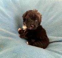 Gus, a male Lhasapoo for sale in Ocala, FL – Photo 3 of 6
