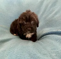 Gus, a male Lhasapoo for sale in Ocala, FL – Photo 4 of 6