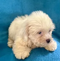 Whinny, a female Lhasapoo for sale in Ocala, FL – 7 of 8