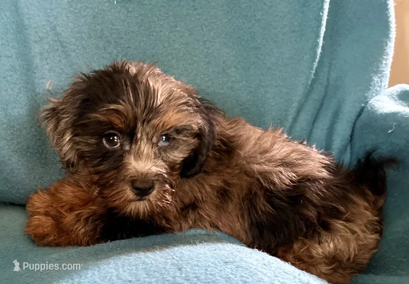 Rocky – Lhasapoo puppy for sale in Ocala, FL