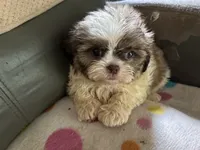 Brady, a male Shih Tzu for sale in Ocala, FL – 5 of 5