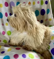 Sunny, a male Lhasapoo for sale in Ocklawaha, FL – 6 of 7