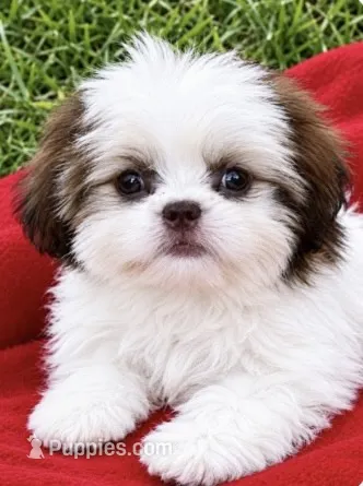 Billy – Shih Tzu puppy for sale in Ocklawaha, FL