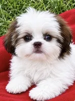 Billy, a male Shih Tzu for sale in Ocklawaha, FL – 1 of 2
