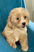 Grace, a female Lhasapoo for sale in Ocala, FL – 3 of 6