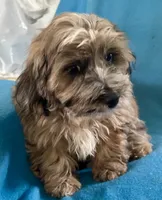 Max, a male Lhasapoo for sale in Ocala, FL – 5 of 8