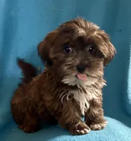 Pippa, a female Lhasapoo for sale in Ocala, FL – Photo 10 of 10