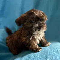 Pippa, a female Lhasapoo for sale in Ocala, FL – Photo 7 of 10