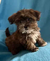 Pippa, a female Lhasapoo for sale in Ocala, FL – Photo 1 of 10