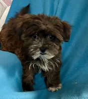 Pippa, a female Lhasapoo for sale in Ocala, FL – Photo 2 of 10