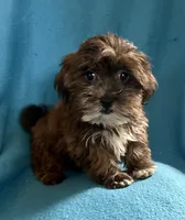 Pippa, a female Lhasapoo for sale in Ocala, FL – Photo 6 of 10