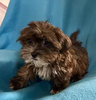 Pippa, a female Lhasapoo for sale in Ocala, FL – Photo 5 of 10