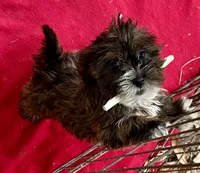 Pippa, a female Lhasapoo for sale in Ocala, FL – Photo 4 of 10