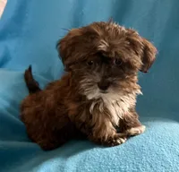 Pippa, a female Lhasapoo for sale in Ocala, FL – Photo 8 of 10