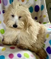 Sunny, a male Lhasapoo for sale in Ocklawaha, FL – 3 of 7