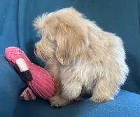 Sunny, a male Lhasapoo for sale in Ocala, FL – 9 of 9