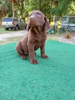 #569, a female Labrador Retriever for sale in Ocala, FL – Photo 2 of 3