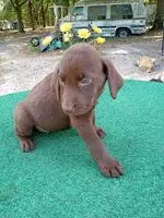 #569, a female Labrador Retriever for sale in Ocala, FL – Photo 1 of 3