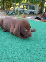 #569, a female Labrador Retriever for sale in Ocala, FL – Photo 3 of 3