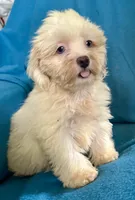 Whinny, a female Lhasapoo for sale in Ocala, FL – 2 of 8