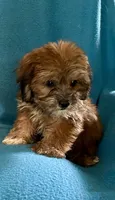 Nutmeg, a female Lhasapoo for sale in Ocala, FL – 7 of 9