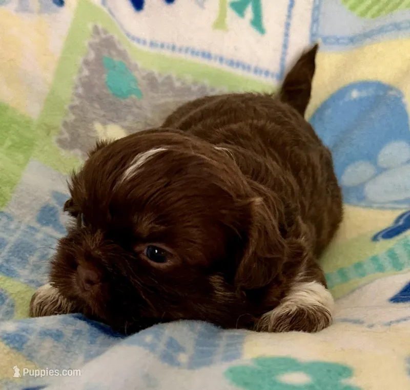 Rex – Shih Tzu puppy for sale in Ocala, FL