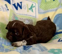 Rex, a male Shih Tzu for sale in Ocala, FL – Photo 2 of 8