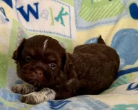 Rex, a male Shih Tzu for sale in Ocala, FL – Photo 4 of 8