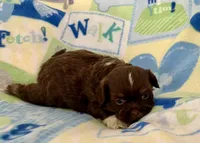 Rex, a male Shih Tzu for sale in Ocala, FL – Photo 5 of 8