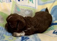 Rex, a male Shih Tzu for sale in Ocala, FL – Photo 8 of 8