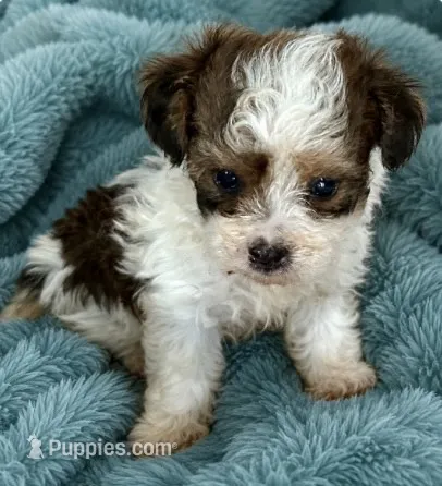 Marty – Maltipoo puppy for sale in Ocala, FL