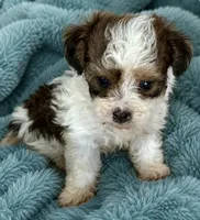 Marty, a male Maltipoo for sale in Ocala, FL – 1 of 1