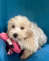 Sunny, a male Lhasapoo for sale in Ocala, FL – 3 of 9