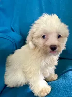 Whinny, a female Lhasapoo for sale in Ocala, FL – 5 of 8