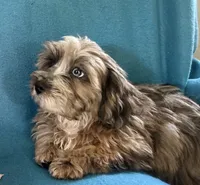 Max, a male Lhasapoo for sale in Ocala, FL – 4 of 8