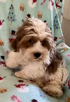 Curtis, a male Lhasapoo for sale in Ocala, FL – Photo 4 of 7