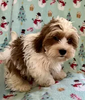 Curtis, a male Lhasapoo for sale in Ocala, FL – Photo 2 of 7