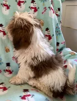 Curtis, a male Lhasapoo for sale in Ocala, FL – Photo 7 of 7